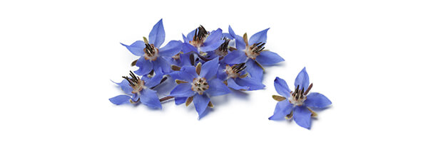 L'huile végétale de Bourrache